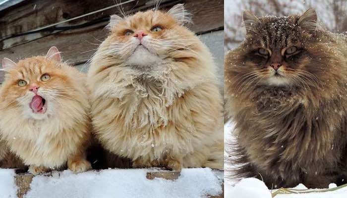 Siberian store barn cat