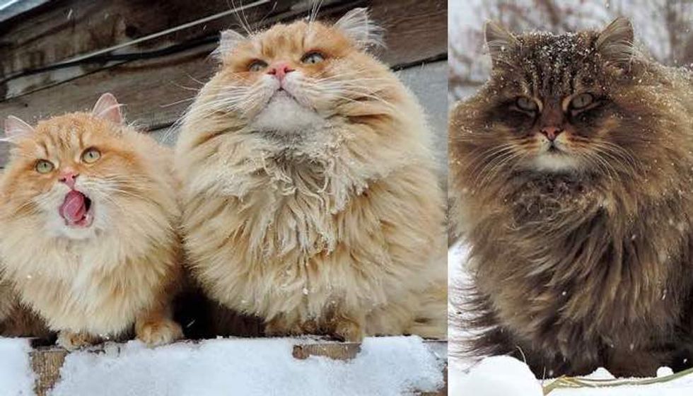 Every Winter these Siberian Cats Fluff Up and Play in Snow with their Human