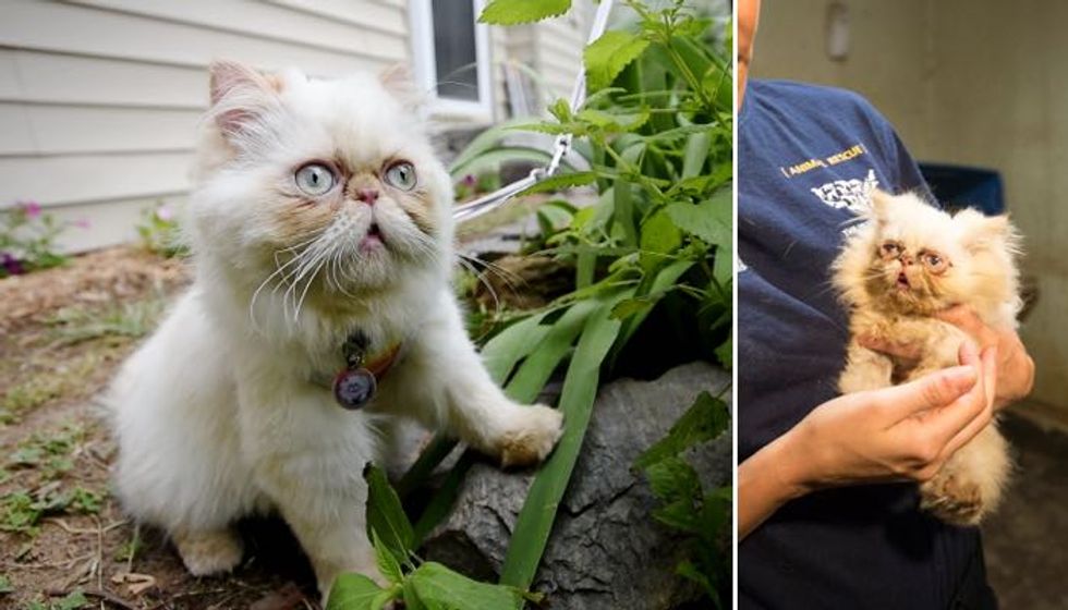 Scraggly Rescue Kitten Conquers Her Puppy Mill Past