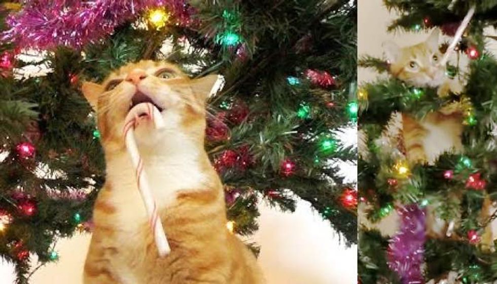 Cats Help Human with Christmas Tree