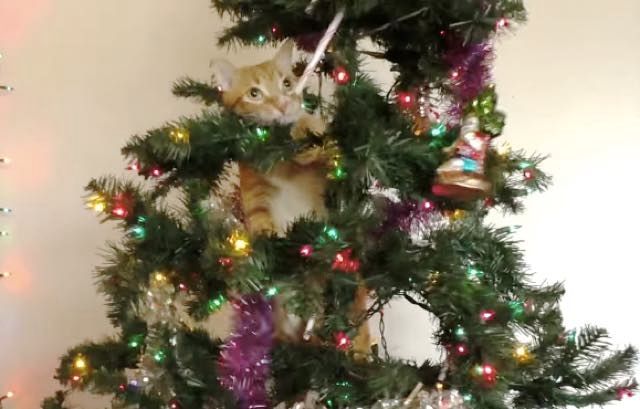 Cats Help Human with Christmas Tree Love Meow