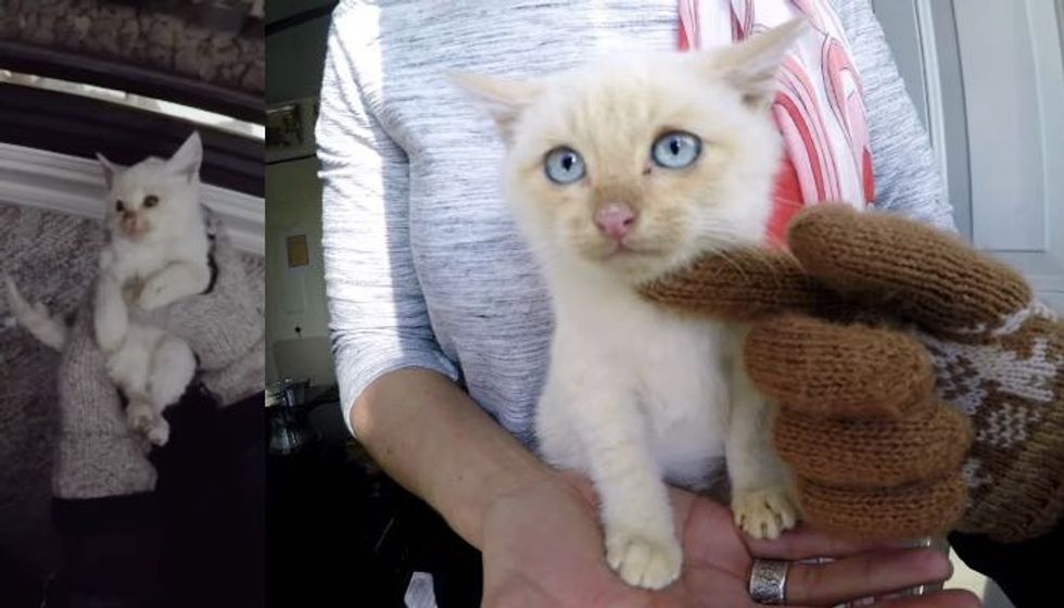 UPDATES: Frozen Kitty Saved from Freezing Snow Now Thriving!