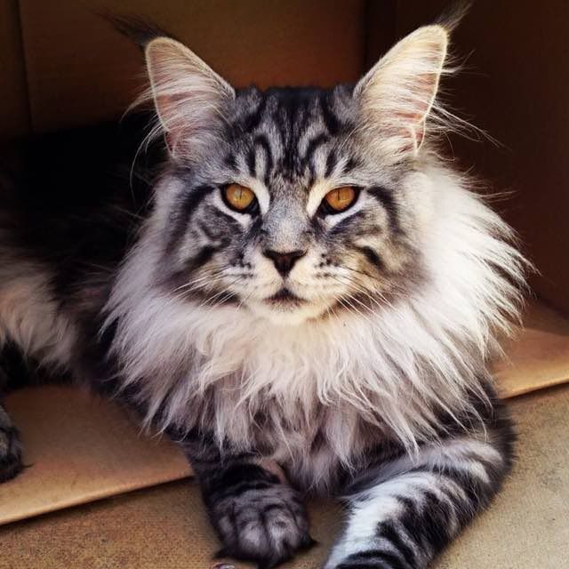 Cat breed that looks like store a lion