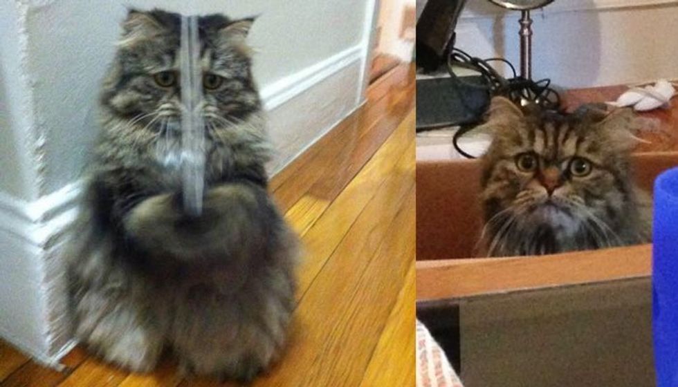 He May Look Worried, but this Rescue Cat is Just Loving His New Life
