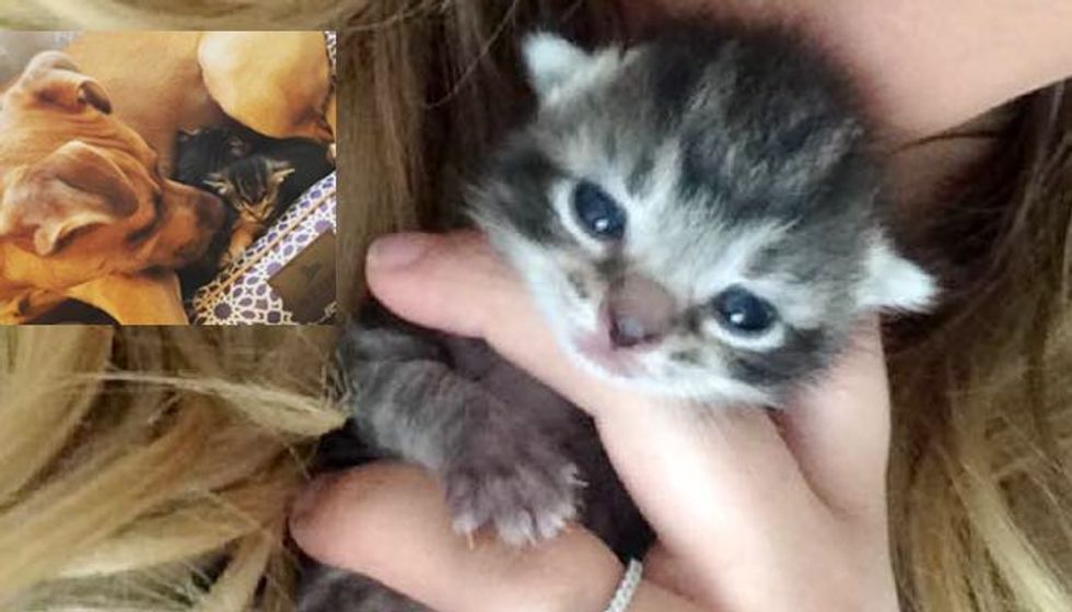 Kitten Taken in by Dogs, Has Napped with Them Every Night for 3 Months.