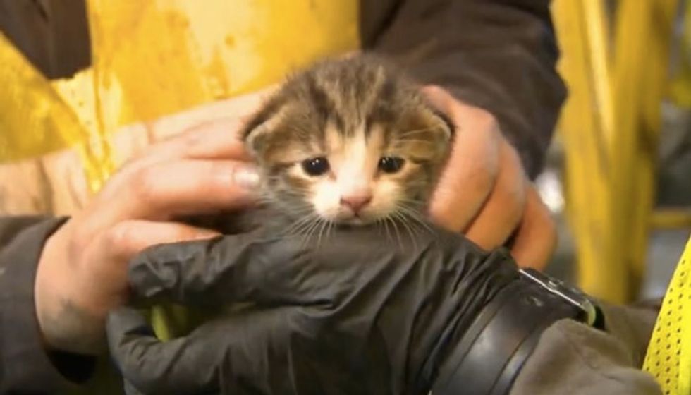 Kitten Saved from Conveyer Belt at Recycling Center Seconds Away from Death