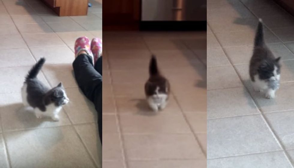 9 Week Old Kitten Teaches Human to Throw, He Fetches :)