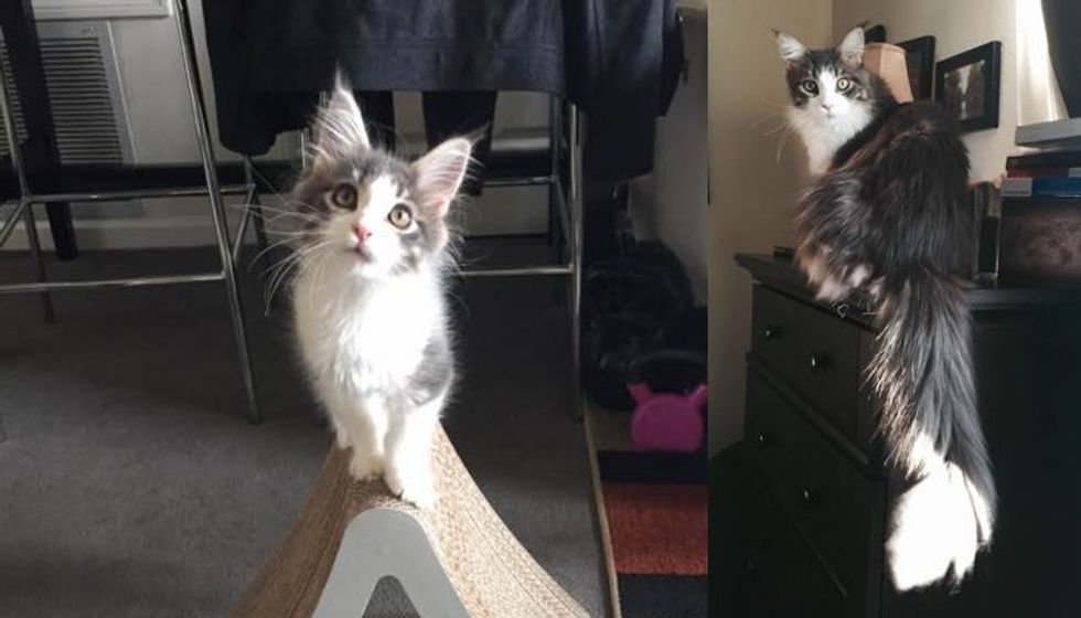 He was the Runt, Now at 8 Months Maine Coon Kitten is Tiny No More!