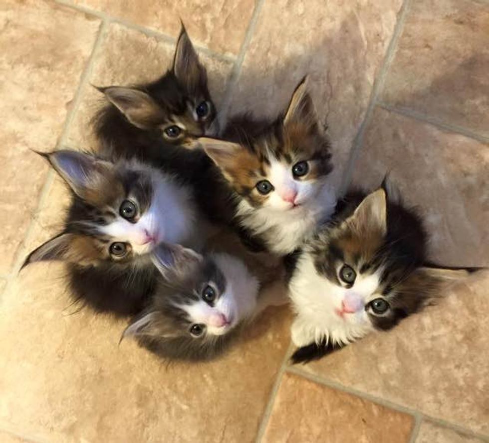 He Was The Runt Now At 8 Months Maine Coon Kitten Is Tiny No More Love Meow He Was The Runt Now At 8 Months Maine Coon Kitten Is Tiny No More Love Meow