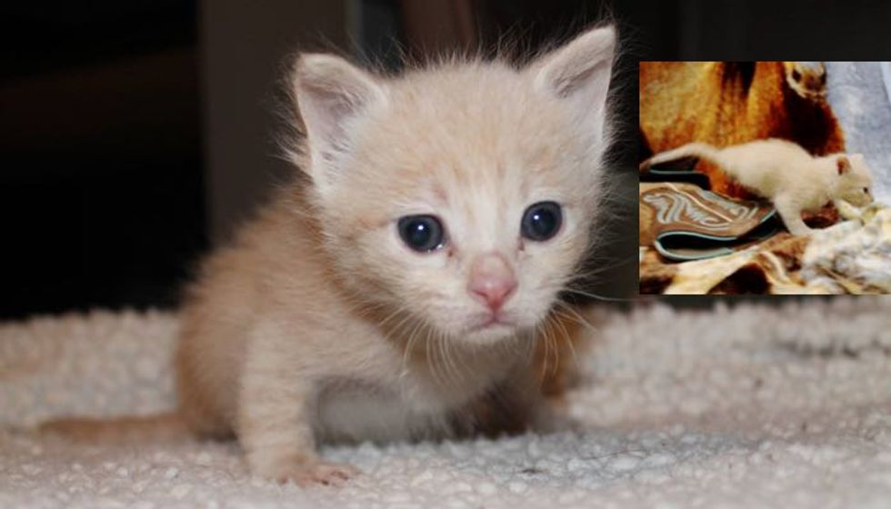 Orphaned Kitty Born with 2 Legs Wants to Live!