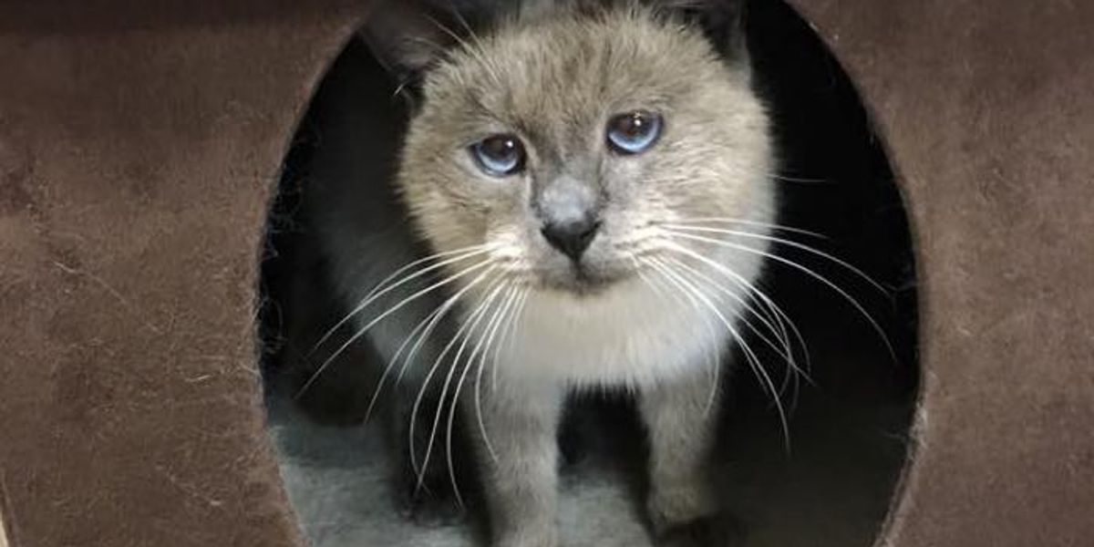 Abandoned Cat With Sad Eyes Showed Up on Doorstep, Begging for Warmth