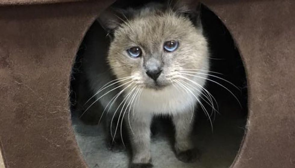 Abandoned Cat With Sad Eyes Showed Up on Doorstep, Begging for Warmth