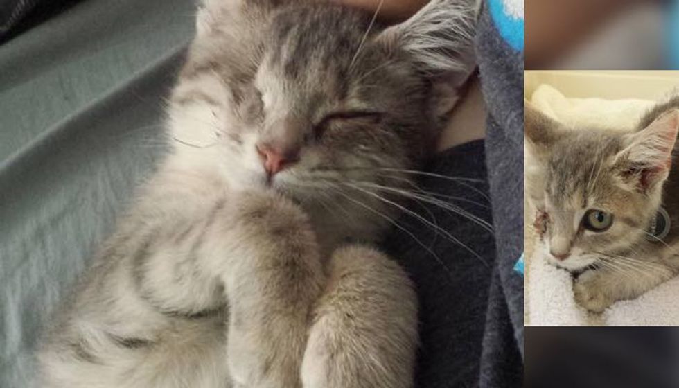 Kitten Missing One Eye Comes to Couple's Call at Shelter and Steals Their Heart