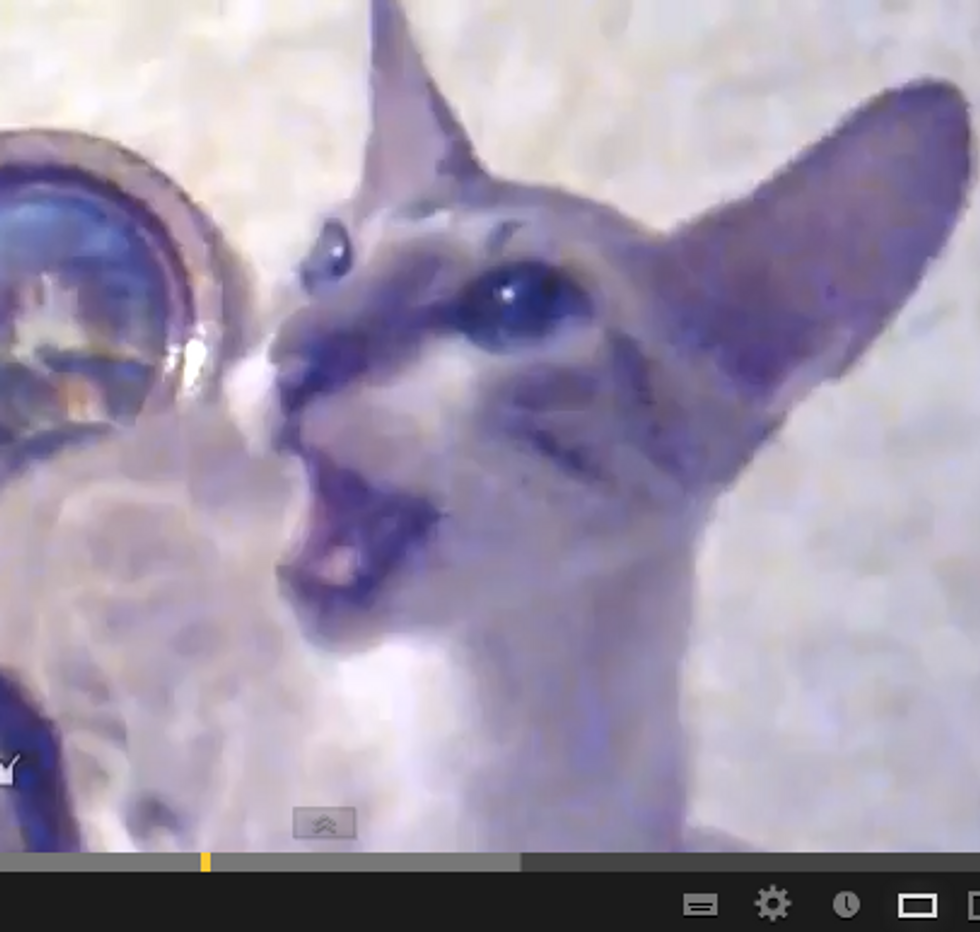 Cat Sings Backup Vocals