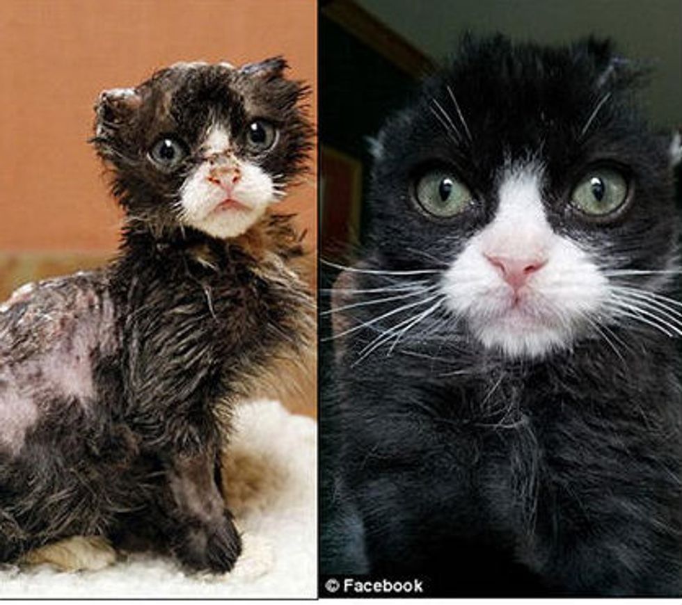 Burned Kitten Justin Fights His Way Back To Health