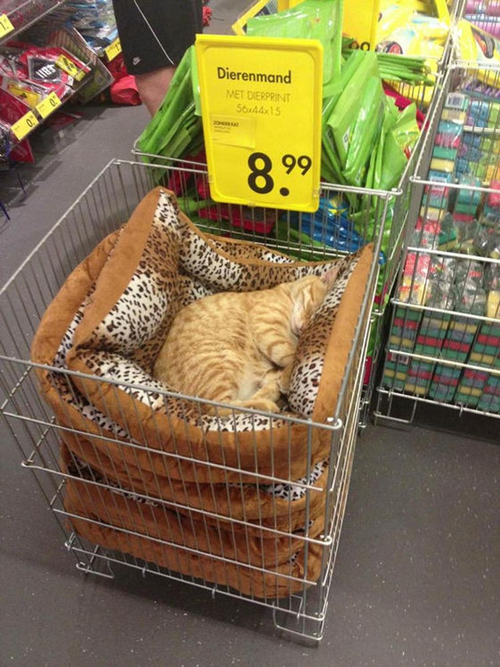 Cat Naps In Local Store