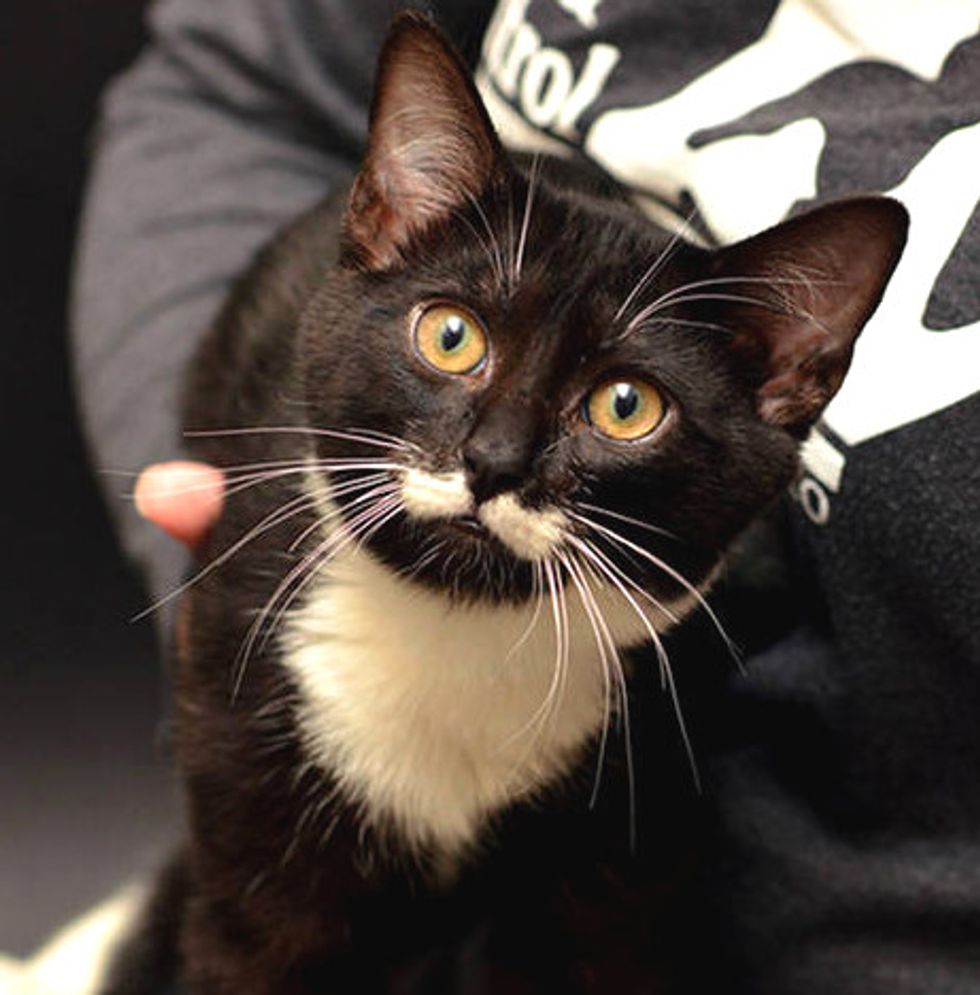 Shelter Cat With Cute Mustache And Extra Toes