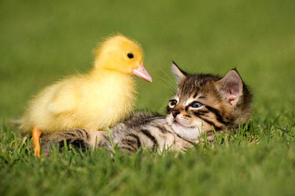 Kitten Befriends Duckling Love Meow
