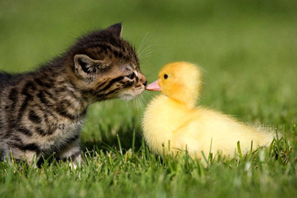 Kitten Befriends Duckling