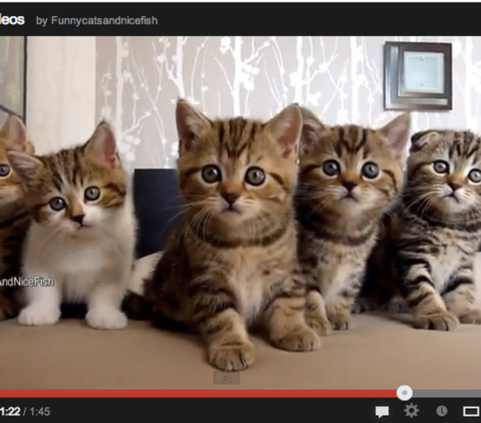 Best Funny Moments of Five Furry Kitties