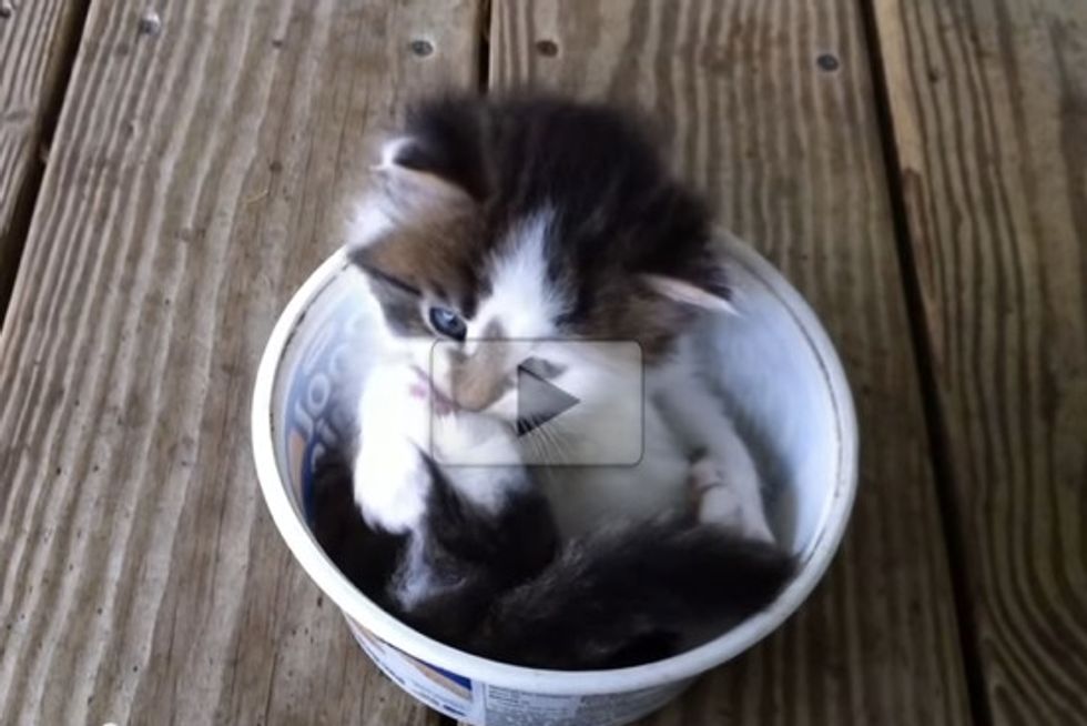Cool Whip Kitten