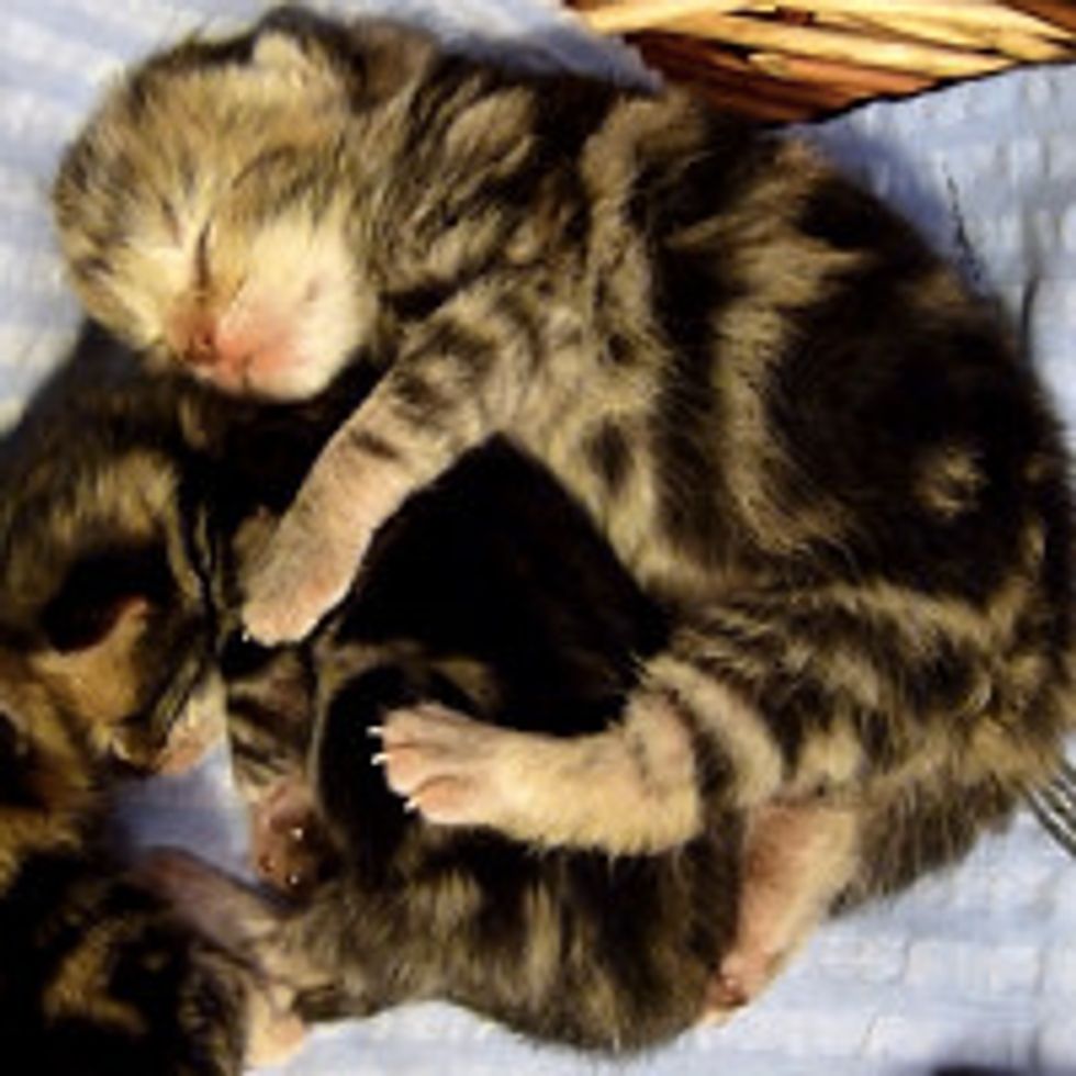 Sweet Hugs Of Week Old Kittens