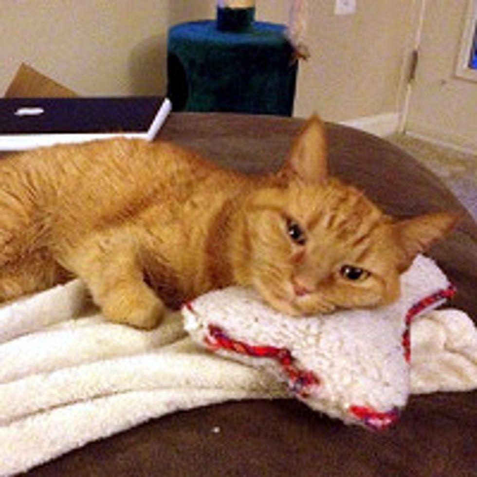 11 Year Old Cat Still Carries Her Bone Around House