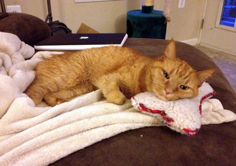 11 Year Old Cat Still Carries Her Bone Around House Love Meow