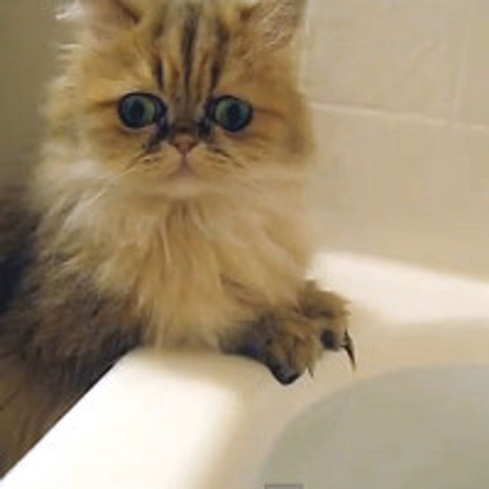 Kitty's Exploration Of Bathwater