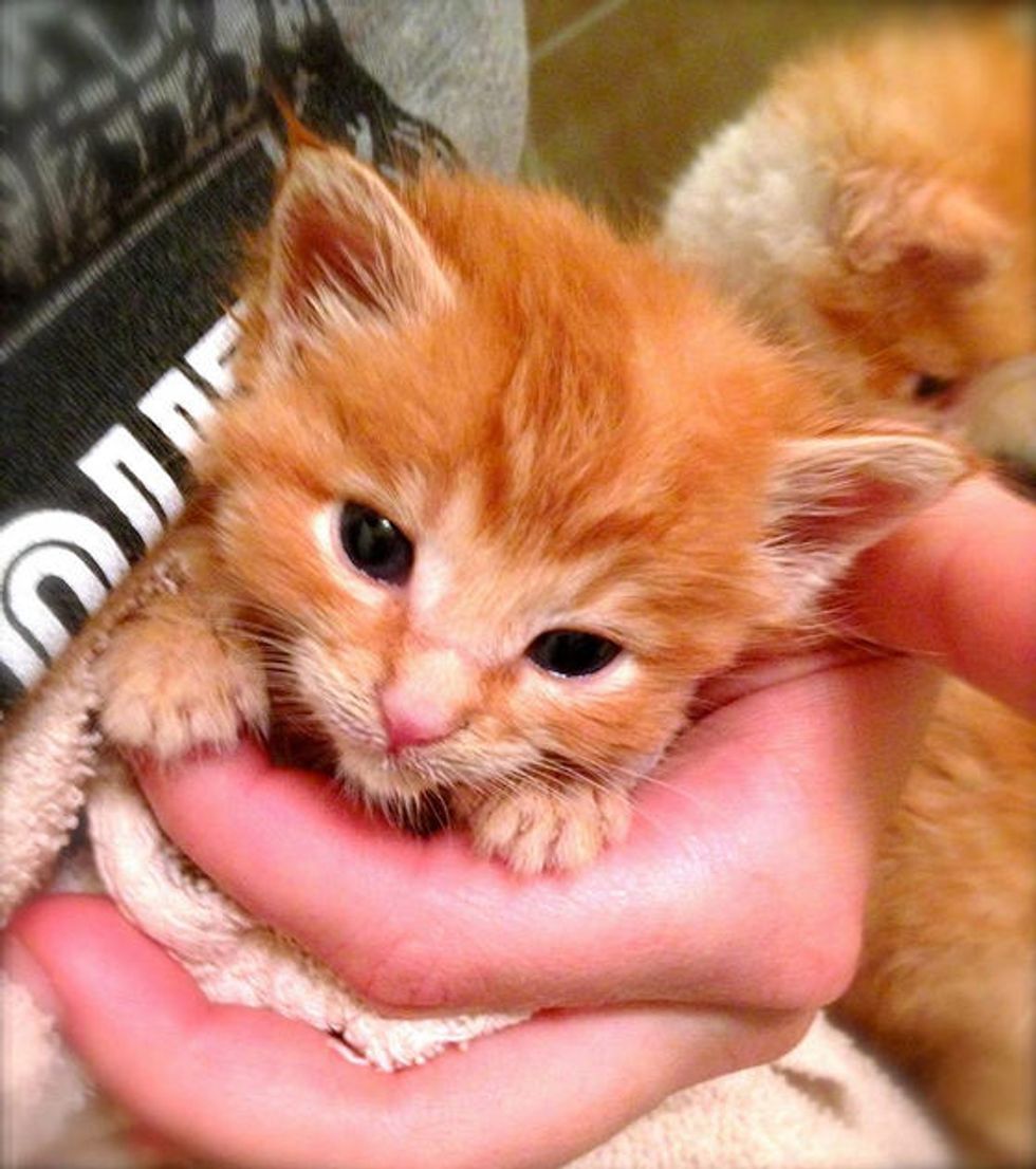 7 Motherless Ginger Kittens Given a Fighting Chance Love Meow