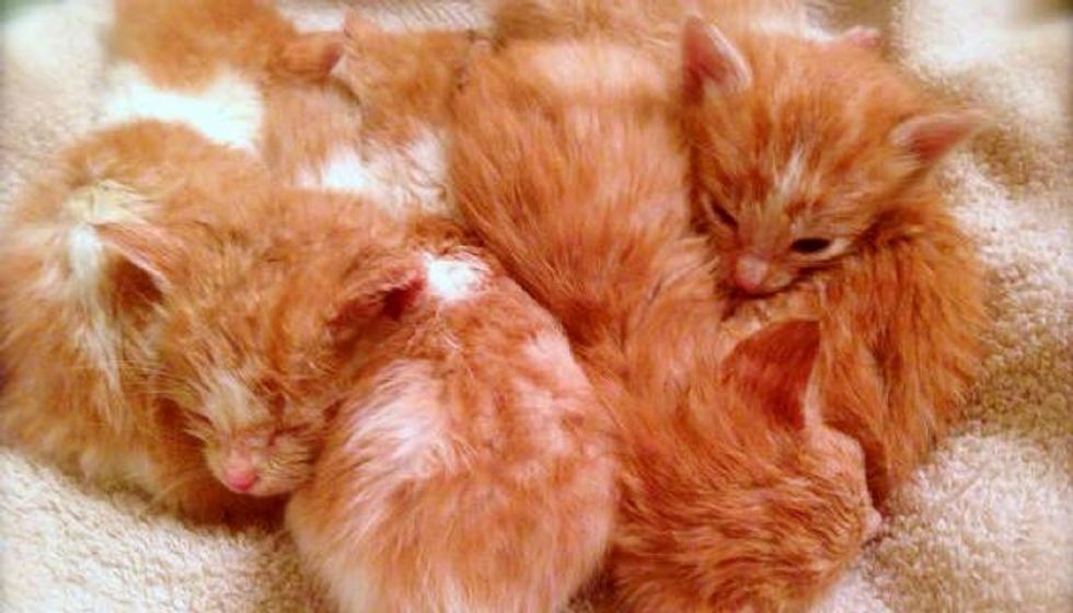 7 Motherless Ginger Kittens Given a Fighting Chance