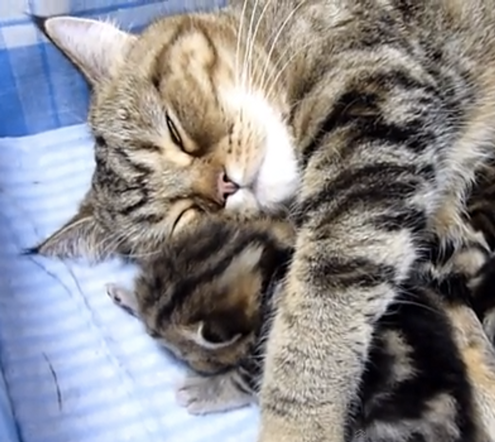 Mama's Love