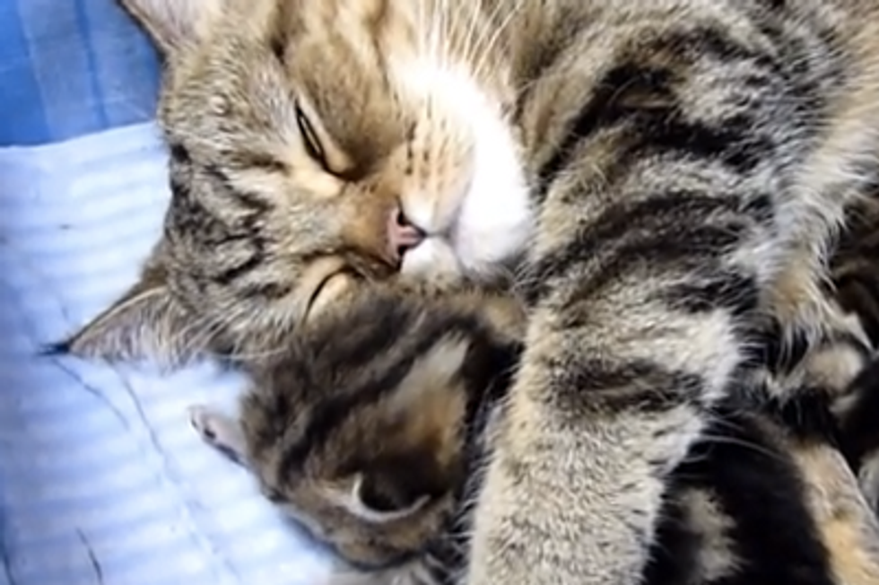 Mama's Love