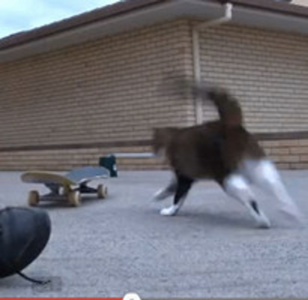 Cat Saves Skateboard Jump With A Twist
