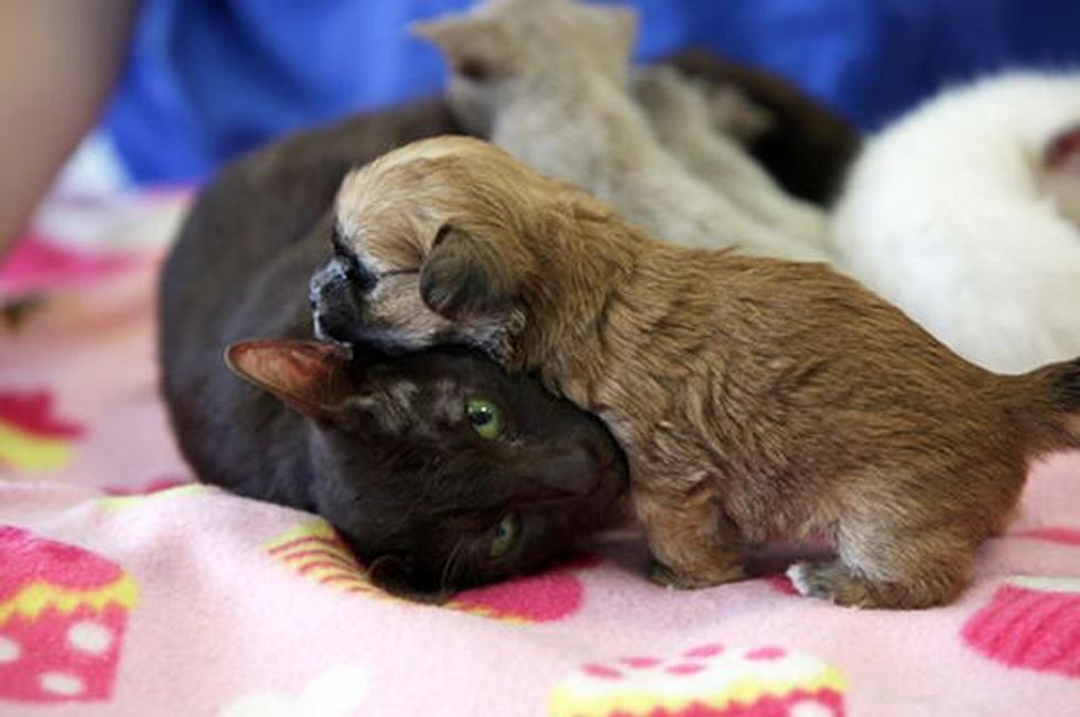 Siamese Cat Mama Adopts Newborn Shih Tzu Puppy