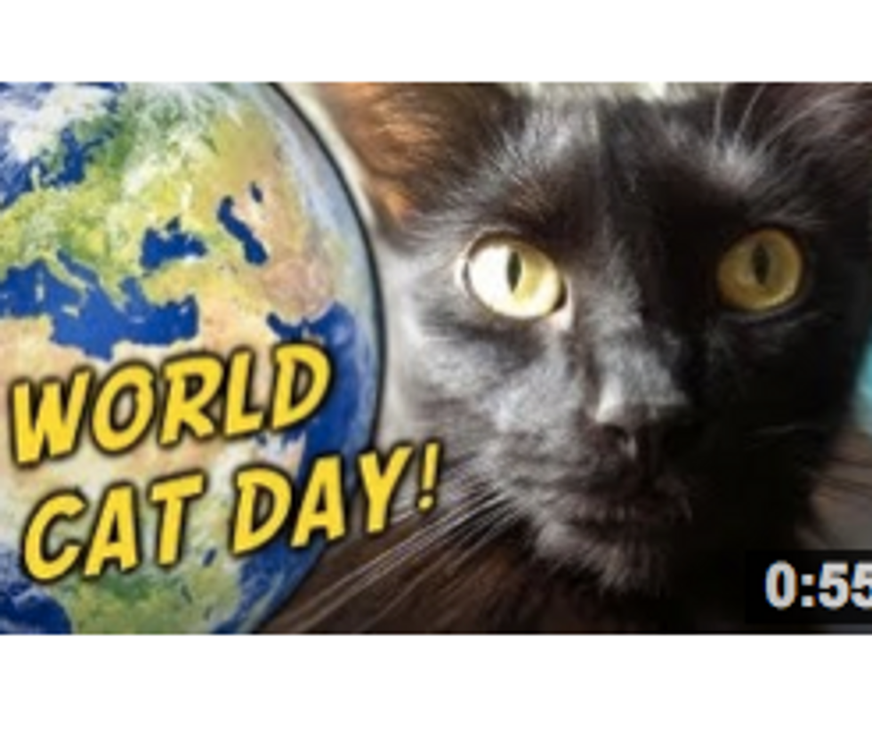 World Cat Day!