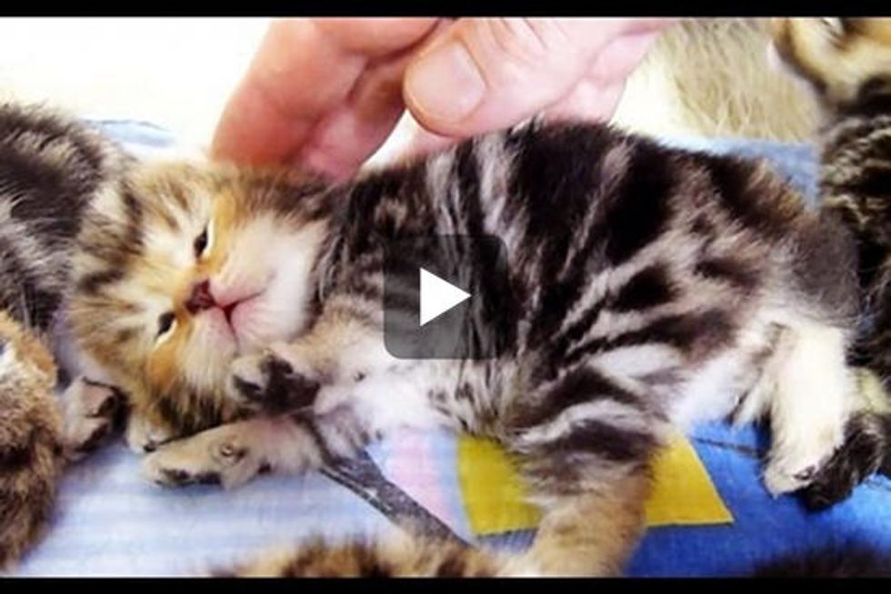 Kitten Wants To Be Petted
