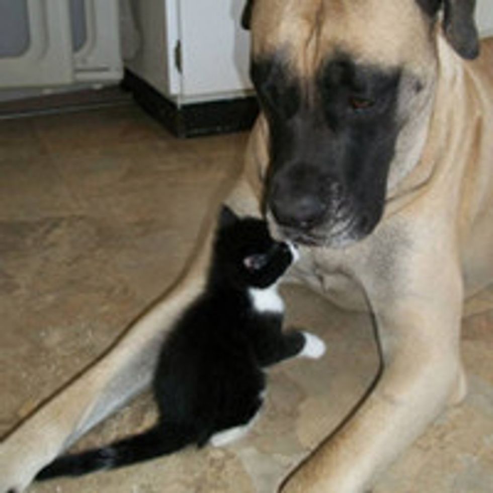 Dog Helps Raise Foster Kittens