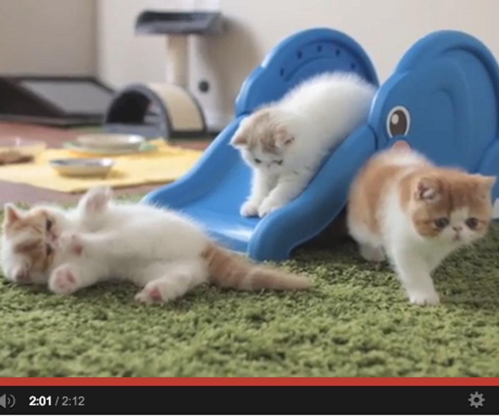 Kittens Slide Down Elephant's Trunk