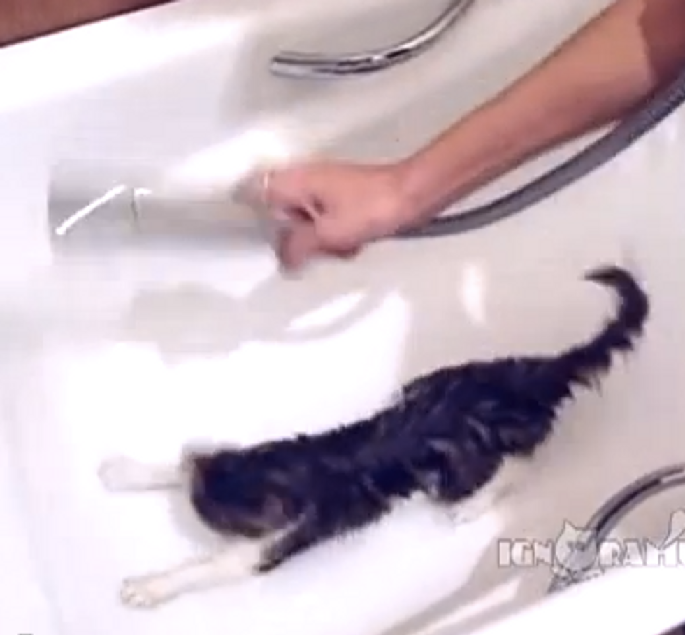 Kitty Chasing Water