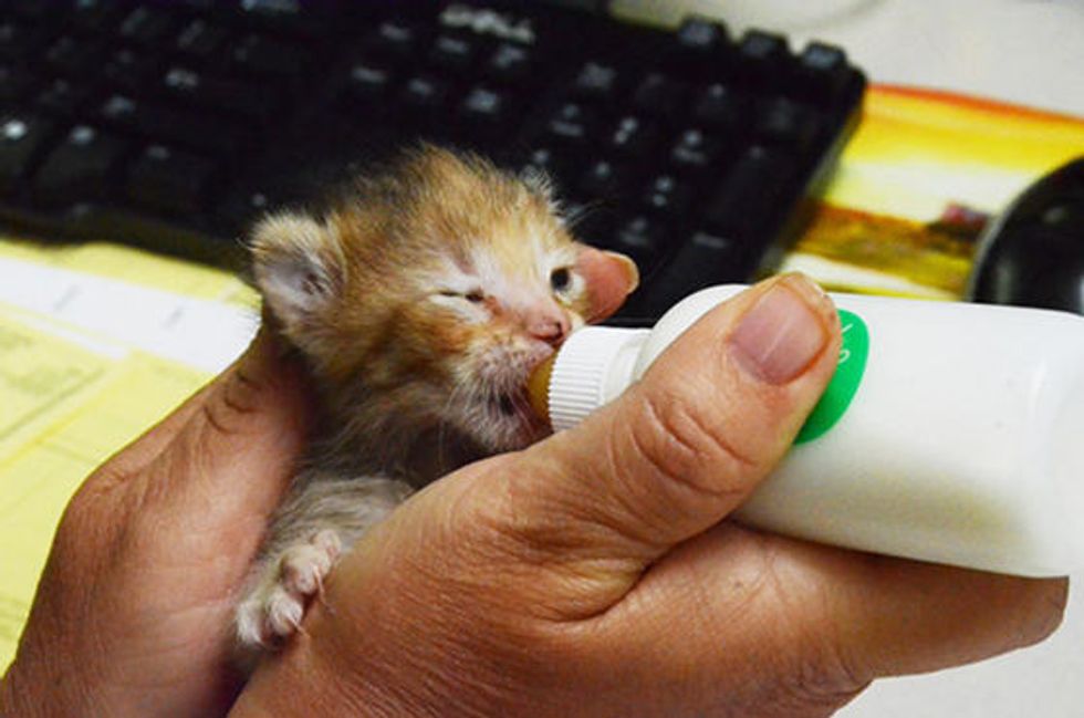 One Week Old Kitten Rescued And Adopted By TV Station