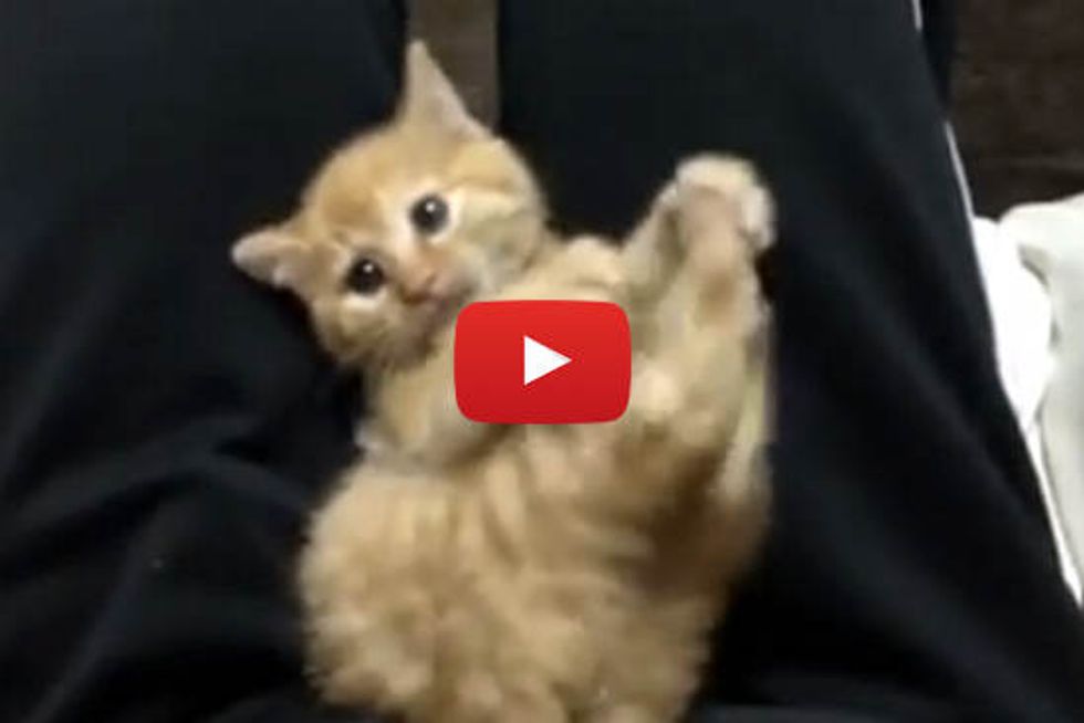 Cute Kitten Gets Tickled