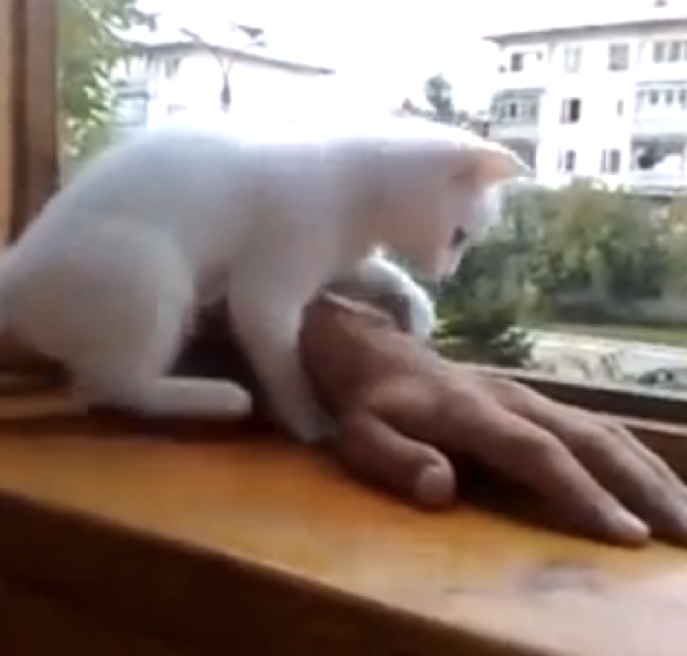 Careful Kitty