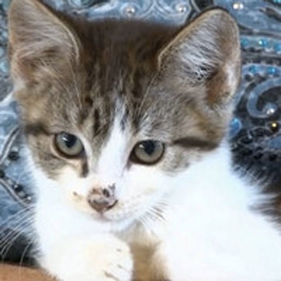 Abandoned Kitten Finds Unlikely New Mom