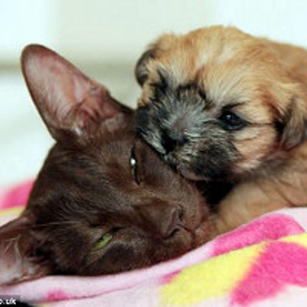 Siamese Cat Adopts Rejected Puppy