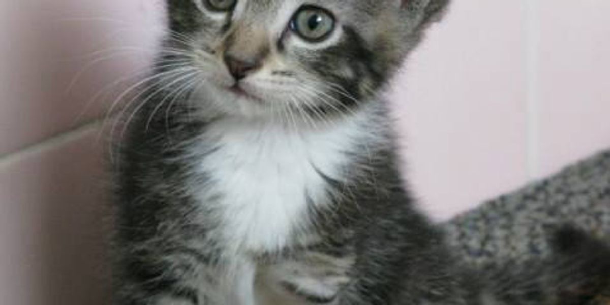 Tripod Kitten Born With Three Legs Love Meow