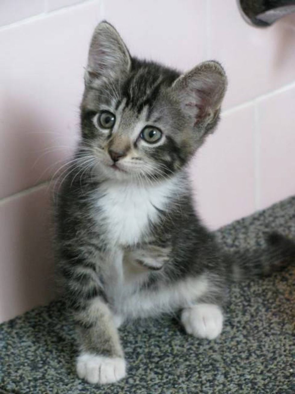 Tripod Kitten Born With Three Legs