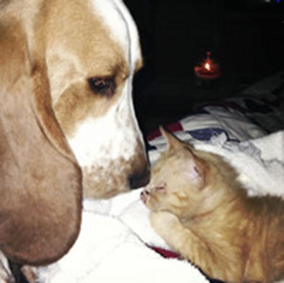 Basset Hound Dog Rescues & Adopts Orphan Kitten