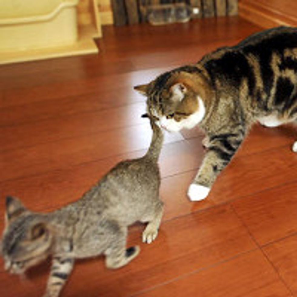 Maru Stalks His New Sister Cat