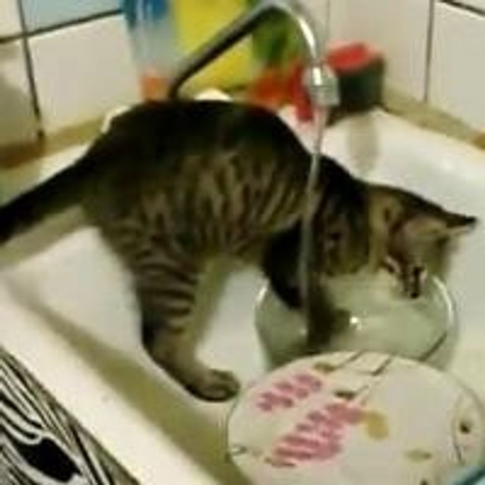 Dishwashing Kitty - Love Meow